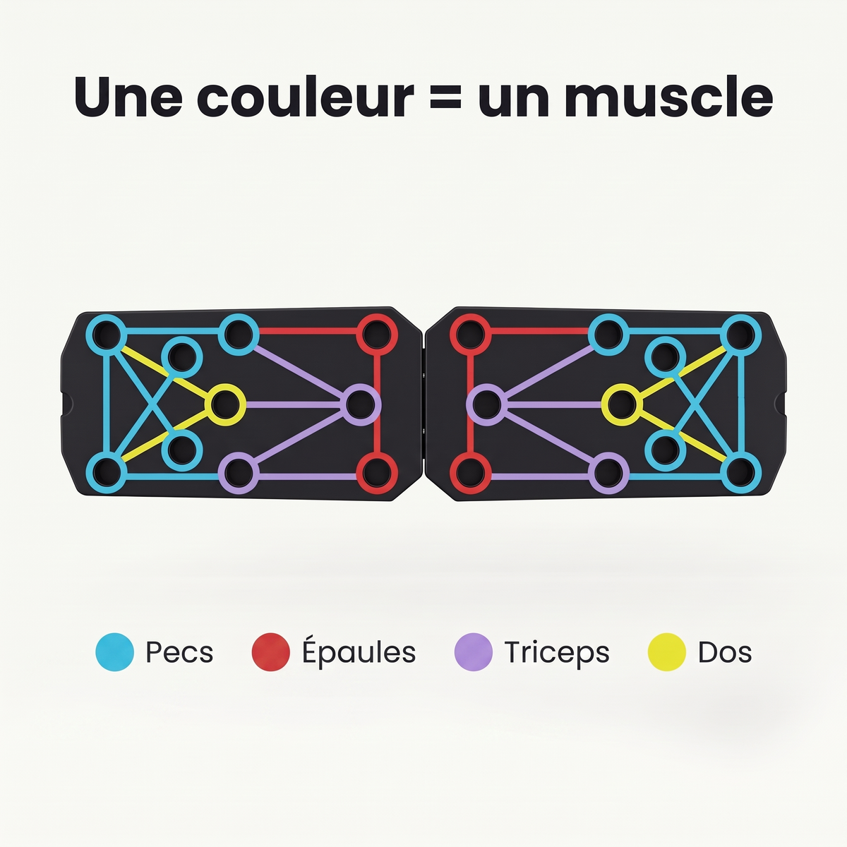 Une couleur = un muscle : pecs, épaules, triceps, dos